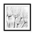 Picture of B&W Flowers end _GroupedProduct_Square_Photography _GroupedProduct_Square_Framed_Matted_