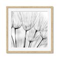 Picture of B&W Flowers end _GroupedProduct_Square_Photography _GroupedProduct_Square_Framed_Matted_