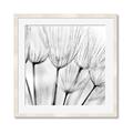 Picture of B&W Flowers end _GroupedProduct_Square_Photography _GroupedProduct_Square_Framed_Matted_
