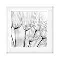 Picture of B&W Flowers end _GroupedProduct_Square_Photography _GroupedProduct_Square_Framed_Matted_