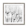 Picture of B&W Flowers end _GroupedProduct_Square_Photography _GroupedProduct_Square_Framed_Matted_
