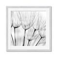 Picture of B&W Flowers end _GroupedProduct_Square_Photography _GroupedProduct_Square_Framed_Matted_