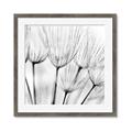 Picture of B&W Flowers end _GroupedProduct_Square_Photography _GroupedProduct_Square_Framed_Matted_