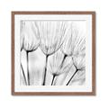 Picture of B&W Flowers end _GroupedProduct_Square_Photography _GroupedProduct_Square_Framed_Matted_