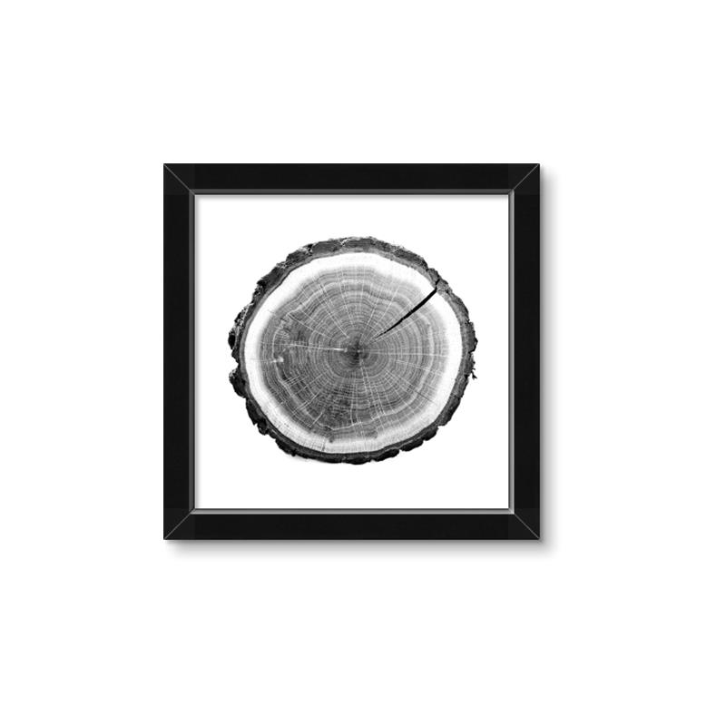 Picture of Log Slice I _GroupedProduct_Square_Photography _GroupedProduct_Square_Framed_Matted_