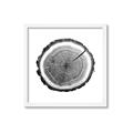 Picture of Log Slice I _GroupedProduct_Square_Photography _GroupedProduct_Square_Framed_Matted_