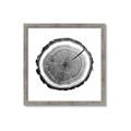 Picture of Log Slice I _GroupedProduct_Square_Photography _GroupedProduct_Square_Framed_Matted_
