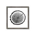 Picture of Log Slice I _GroupedProduct_Square_Photography _GroupedProduct_Square_Framed_Matted_