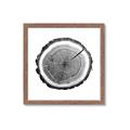 Picture of Log Slice I _GroupedProduct_Square_Photography _GroupedProduct_Square_Framed_Matted_