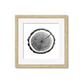 Picture of Log Slice I _GroupedProduct_Square_Photography _GroupedProduct_Square_Framed_Matted_