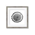 Picture of Log Slice I _GroupedProduct_Square_Photography _GroupedProduct_Square_Framed_Matted_