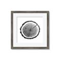 Picture of Log Slice I _GroupedProduct_Square_Photography _GroupedProduct_Square_Framed_Matted_
