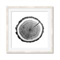 Picture of Log Slice I _GroupedProduct_Square_Photography _GroupedProduct_Square_Framed_Matted_