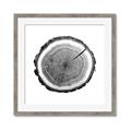 Picture of Log Slice I _GroupedProduct_Square_Photography _GroupedProduct_Square_Framed_Matted_