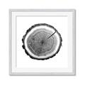 Picture of Log Slice I _GroupedProduct_Square_Photography _GroupedProduct_Square_Framed_Matted_