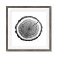 Picture of Log Slice I _GroupedProduct_Square_Photography _GroupedProduct_Square_Framed_Matted_