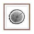Picture of Log Slice I _GroupedProduct_Square_Photography _GroupedProduct_Square_Framed_Matted_