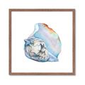 Picture of Watercolor shell I _GroupedProduct_Square_Framed_Matted_