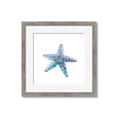 Picture of Watercolor shell II _GroupedProduct_Square_Framed_Matted_