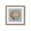 Picture of Vintage Shell I  _GroupedProduct_Square_Framed_Matted_