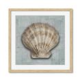 Picture of Vintage Shell I  _GroupedProduct_Square_Framed_Matted_