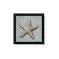 Picture of Vintage Shell II  _GroupedProduct_Square_Framed_Matted_
