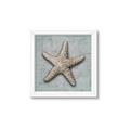 Picture of Vintage Shell II  _GroupedProduct_Square_Framed_Matted_