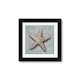 Picture of Vintage Shell II  _GroupedProduct_Square_Framed_Matted_