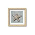Picture of Vintage Shell II  _GroupedProduct_Square_Framed_Matted_
