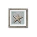 Picture of Vintage Shell II  _GroupedProduct_Square_Framed_Matted_