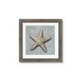 Picture of Vintage Shell II  _GroupedProduct_Square_Framed_Matted_