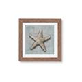 Picture of Vintage Shell II  _GroupedProduct_Square_Framed_Matted_