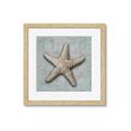 Picture of Vintage Shell II  _GroupedProduct_Square_Framed_Matted_