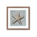 Picture of Vintage Shell II  _GroupedProduct_Square_Framed_Matted_
