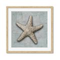 Picture of Vintage Shell II  _GroupedProduct_Square_Framed_Matted_
