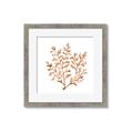 Picture of Orange Coral  _GroupedProduct_Square_Framed_Matted_