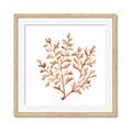 Picture of Orange Coral  _GroupedProduct_Square_Framed_Matted_
