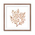 Picture of Orange Coral  _GroupedProduct_Square_Framed_Matted_