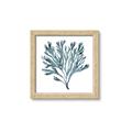 Picture of Teal Coral  _GroupedProduct_Square_Framed_Matted_