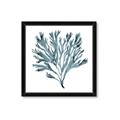 Picture of Teal Coral  _GroupedProduct_Square_Framed_Matted_