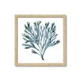 Picture of Teal Coral  _GroupedProduct_Square_Framed_Matted_