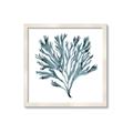 Picture of Teal Coral  _GroupedProduct_Square_Framed_Matted_