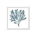 Picture of Teal Coral  _GroupedProduct_Square_Framed_Matted_