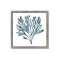 Picture of Teal Coral  _GroupedProduct_Square_Framed_Matted_