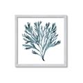 Picture of Teal Coral  _GroupedProduct_Square_Framed_Matted_