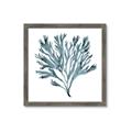 Picture of Teal Coral  _GroupedProduct_Square_Framed_Matted_