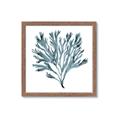 Picture of Teal Coral  _GroupedProduct_Square_Framed_Matted_