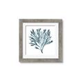 Picture of Teal Coral  _GroupedProduct_Square_Framed_Matted_