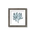 Picture of Teal Coral  _GroupedProduct_Square_Framed_Matted_