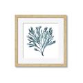 Picture of Teal Coral  _GroupedProduct_Square_Framed_Matted_